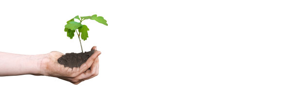 近距离观察棕榈树持有橡树树苗。植物在手上孤立在白底上。爱护环境。生态系统概念图片下载