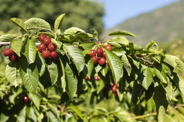 春天，在西班牙埃斯特雷马杜拉的杰特山谷，成熟的红樱桃挂在被绿叶覆盖的樱桃树枝上，等待收获。模糊的景观背景图片下载