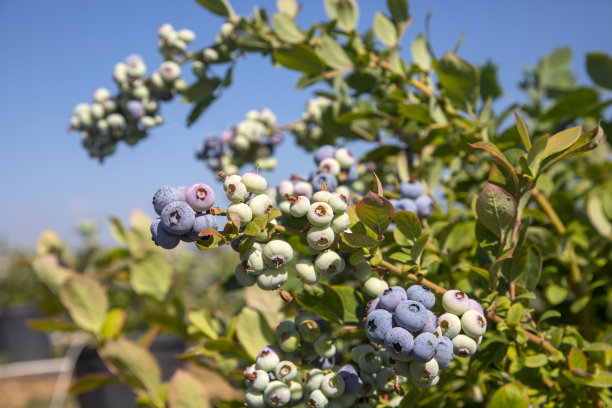 收获季节，土耳其伊兹密尔的蓝莓农场，树上挂满了成熟的果实。蓝莓采摘的历史。图片下载