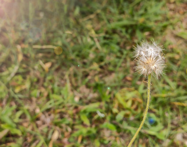 特写照片蒲公英花在晚上和模糊的背景。图片下载