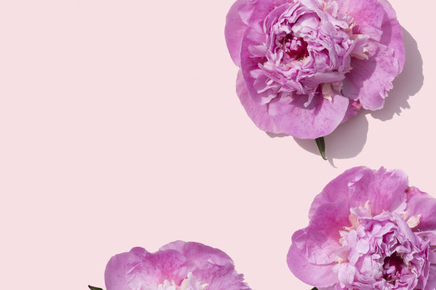 明亮的粉红色牡丹图案在珊瑚粉色的背景图片下载