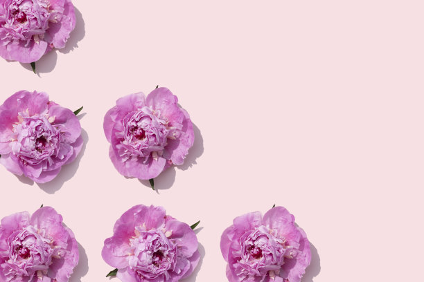 明亮的粉红色牡丹图案在珊瑚粉色的背景图片下载