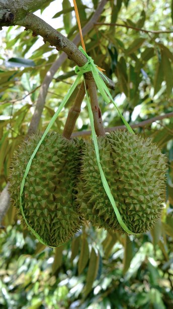 新鲜的榴莲在树上图片下载