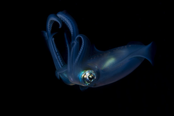 鱿鱼在晚上图片下载