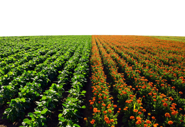 花盆万寿菊(金盏花)和大豆植物。图片下载