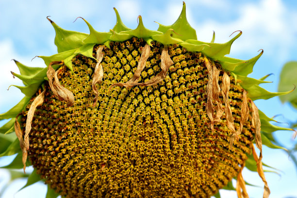 成熟的向日葵头被成熟的种子压弯了。向日葵在一个成长的过程中图片下载