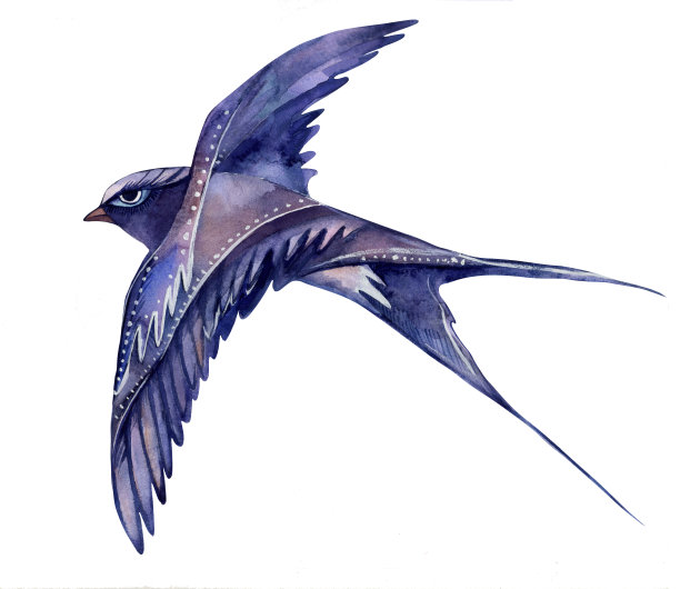 在白色背景上以蓝丁香调画一只飞翔的燕子的水彩画。装饰程式化的鸟。图片下载