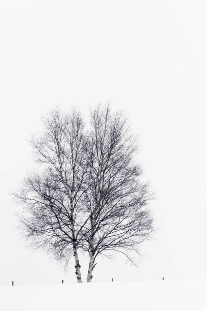 雪地上的象征树图片下载