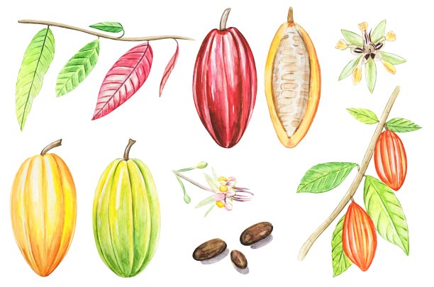 水彩水果和可可叶。热带可可树，可可豆。手绘插图。图片下载