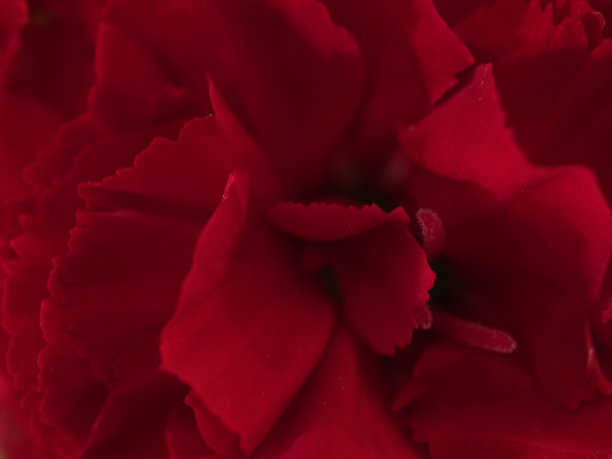 康乃馨花瓣(质地)图片下载