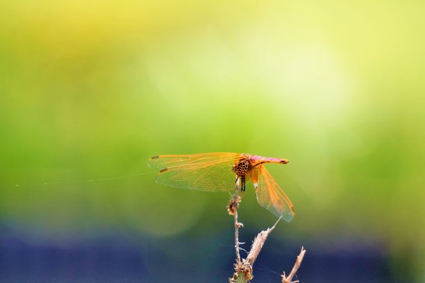 一只红色蜻蜓停在户外的树枝顶端图片下载