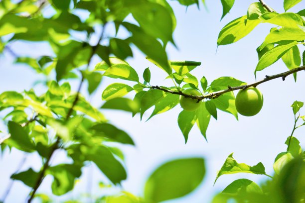 蓝色的天空衬托着绿叶的日本梅树图片下载