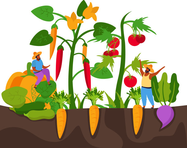 胡萝卜收获扁平构图图片下载