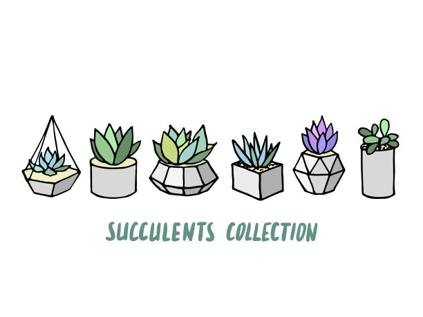 灰色的多肉仙人掌室内植物图片下载