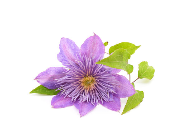 带绿叶的蓝色铁线莲。图片下载