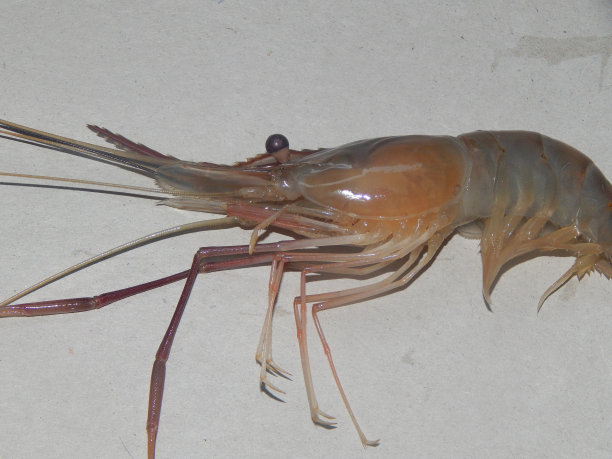 淡水虾图片下载