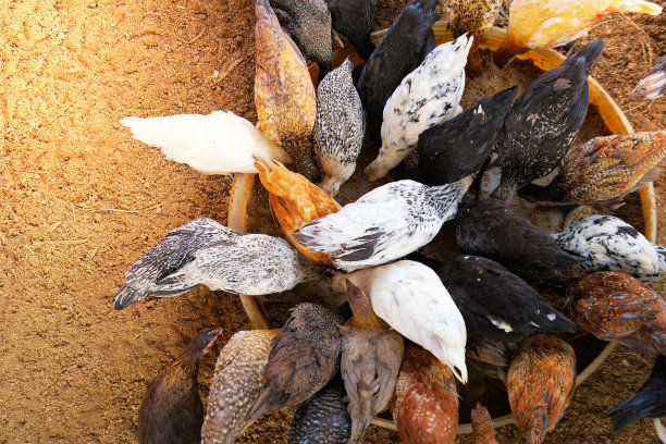 农场里的鸡图片下载