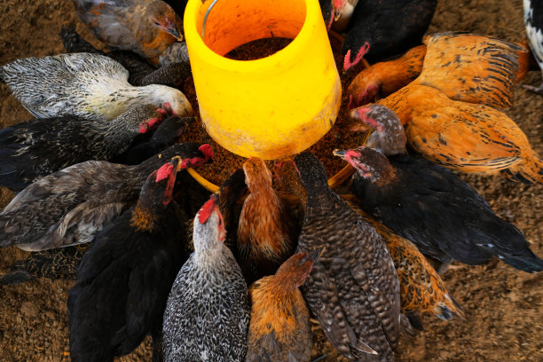 农场里的鸡图片下载