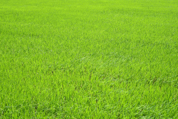 越南明亮的水稻种植地图片下载