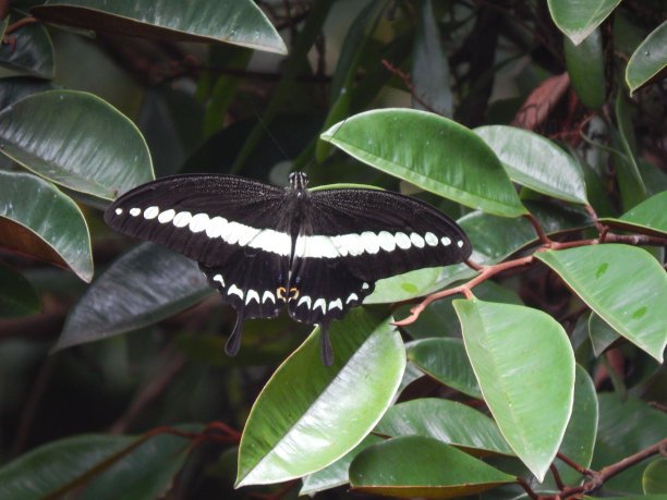 有黑白条纹的蝴蝶图片下载