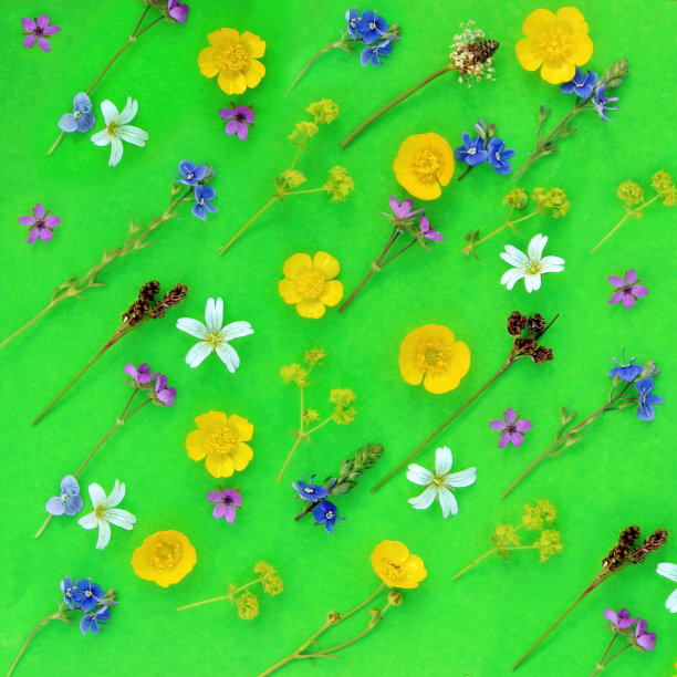 花卉背景制成的各种夏季草地花图片下载