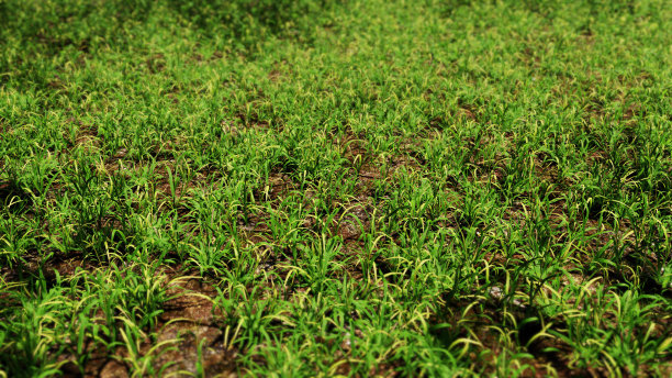 飞越草地图片下载