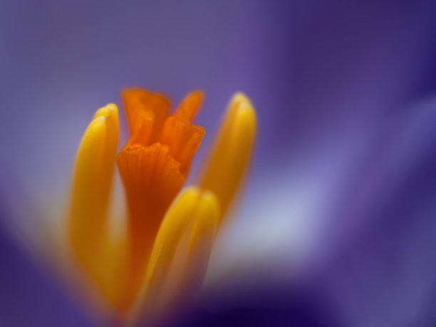 摘要近景宏番红花，雄蕊，花粉。浅景深。图片下载