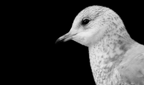 黑色背景上的白色海鸥脸图片下载