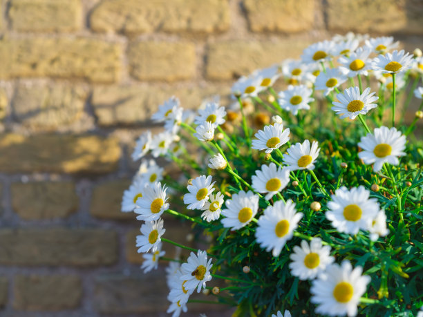 雏菊靠在砖墙上。春天的花朵和阳光。作为背景的设计照片大分辨率图片。图片下载