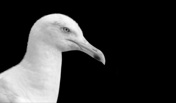 黑色背景上的大喙鸥头图片下载