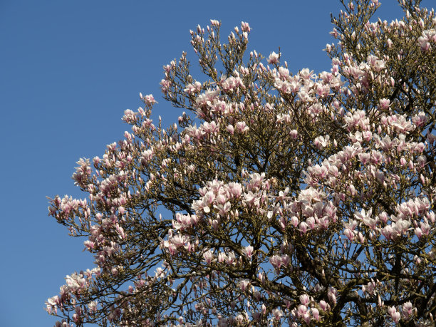 木兰树在春天开花。阳光下的粉色花朵。图片下载