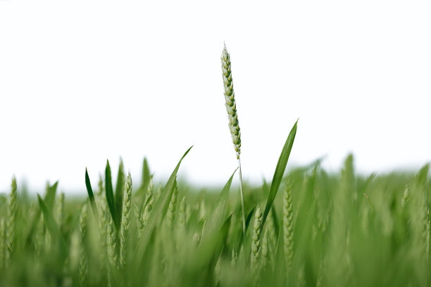 背景是绿色的小麦穗图片下载