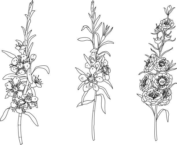 手绘的钩花的黑白图片下载
