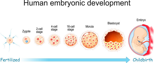 人类胚胎从受精到图片下载