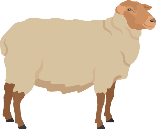 绵羊是杂交的牧场动物图片下载