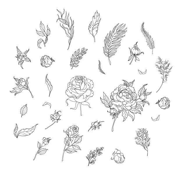 集叶植物学植物图片下载