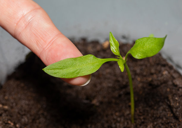 一个女人的手指触摸着一棵刚刚发芽的嫩苗。图片下载