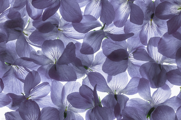 小蔓长春花透明的花。用背光拍下这株植物，然后照进去。图片下载