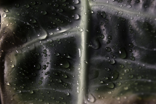 Alocasia通常被称为Kris Plant或Elephant Ear。一株室内植物叶片的宏观抽象图，独特的异形叶片。图片下载