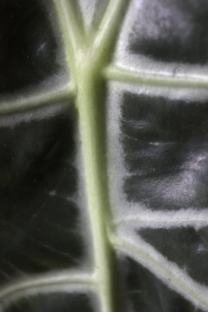 Alocasia通常被称为Kris Plant或Elephant Ear。一株室内植物叶片的宏观抽象图，独特的异形叶片。图片下载