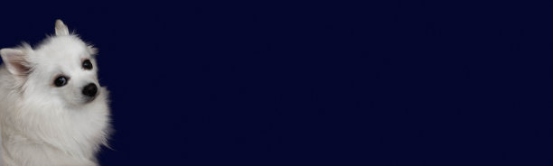 旗帜模板在深蓝色的背景上，一个白色的毛茸茸的博美犬的口吻图片下载