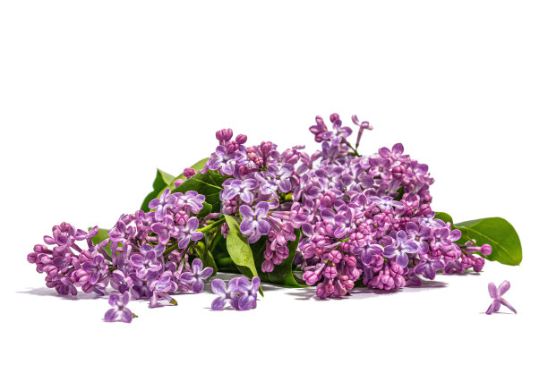 丁香花束孤立在白色背景上。春天的概念，花的元素图片下载