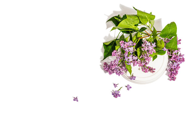 丁香花束孤立在白色背景上。春天的概念，花的元素图片下载