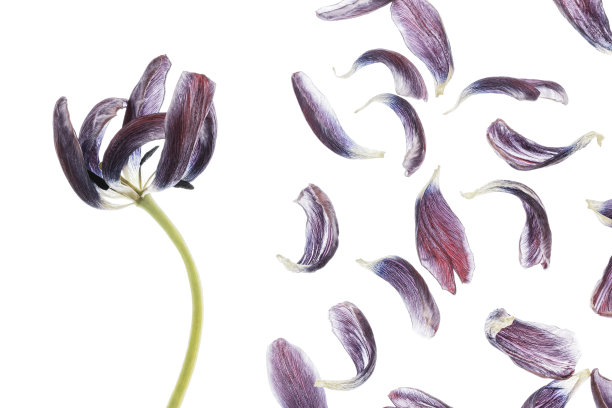 透明的郁金香。用背光拍下这株植物，然后照进去。横幅。图片下载