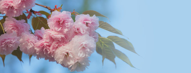 春天娇嫩的粉红色樱花图片下载