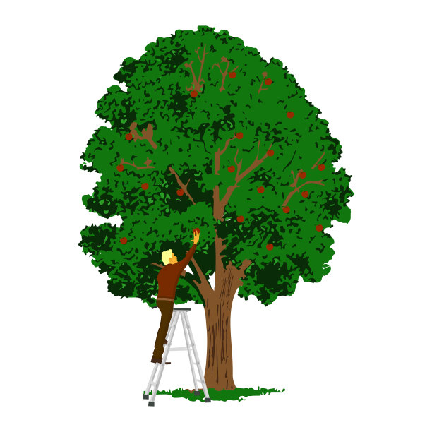 一个人在梯子上从一个大苹果上摘了一个苹果图片下载