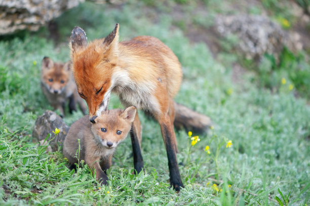 赤狐是野外的秃鹫图片下载