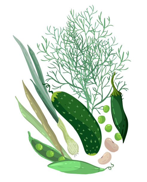 矢量插图。健康的绿色食品。黄瓜，辣椒，洋葱，豆子，豌豆，莳萝。手工制作的,明信片,贴纸图片下载