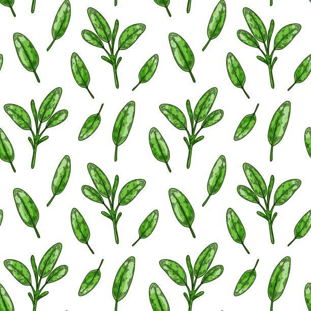 鼠尾草树叶无缝图案。手绘绿色蔬菜和叶类蔬菜。矢量插图在彩色素描风格图片下载