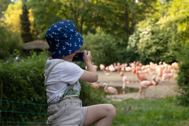 美丽的火鸟在池塘里，孩子注视着它们，拍照图片下载